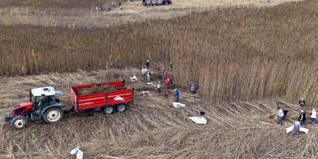 Deneme amaçlı ektiler ilk hasadı yaptılar! Kenevir çiftçilere yeni umut oldu: Gelirlerini artırması bekleniyor 4
